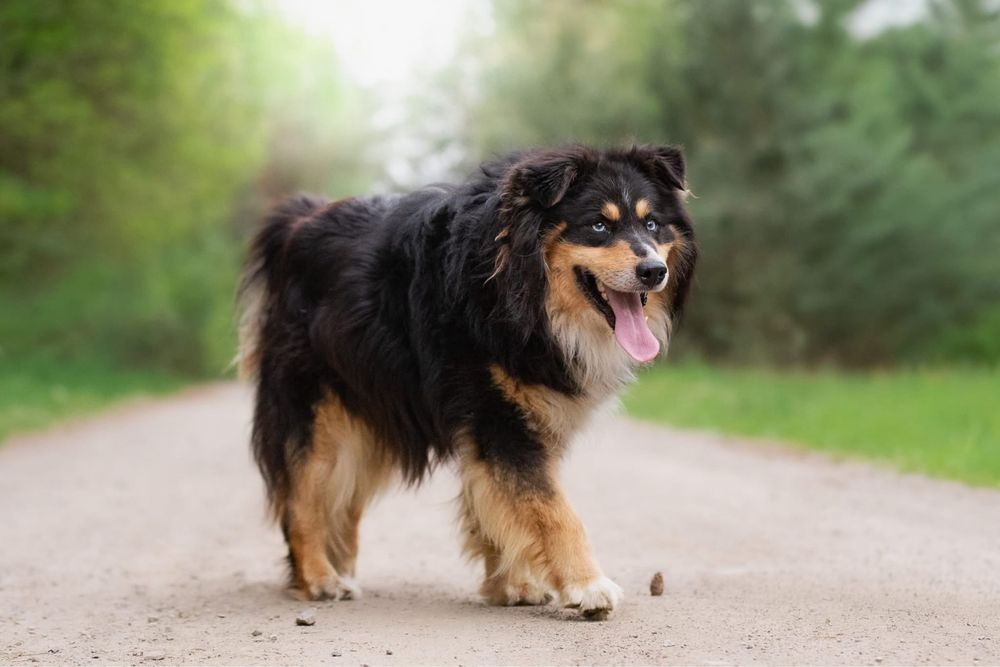 Zdecydowany duży puchaty niebieskooki Melex do adopcji