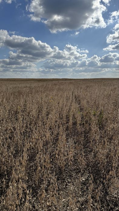 Насіння сої Гмо  100 днів