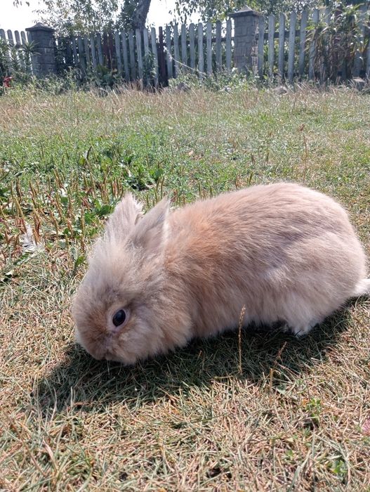 Продам декоративного кролика