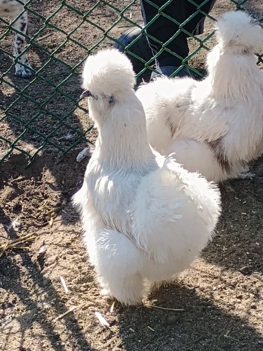 Jaja Jajka Silki Silka