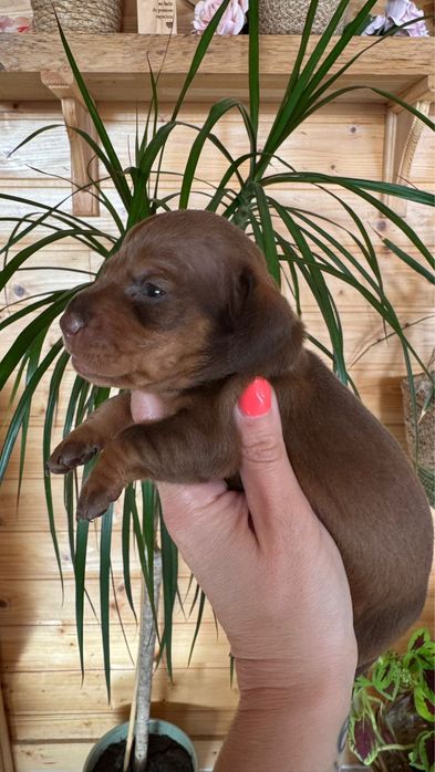 Menina Teckel  Chocolate