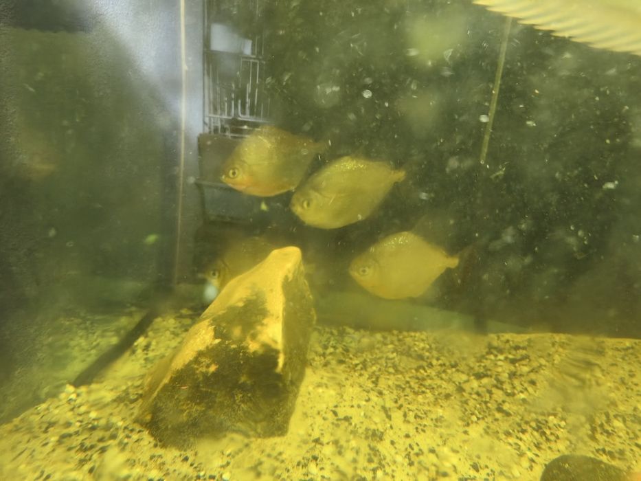 Peixes Monstrer/Grandes