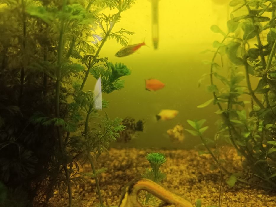 Animais ,peixes de água quente
