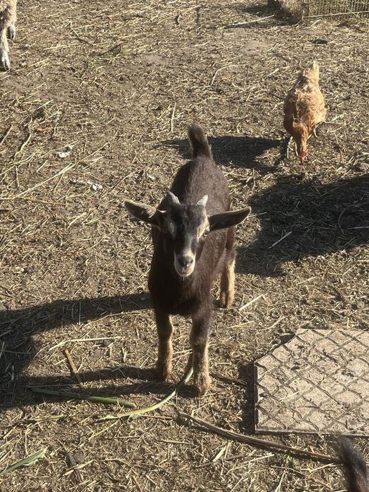 Cabrito raca anã macho