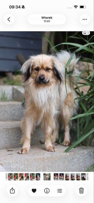 Do  adopcji bardzo przyjazny piesek