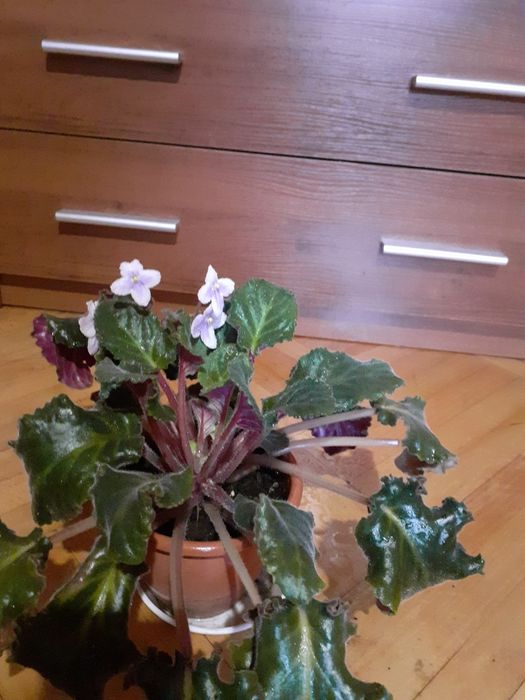 Фиалка, сенполия.