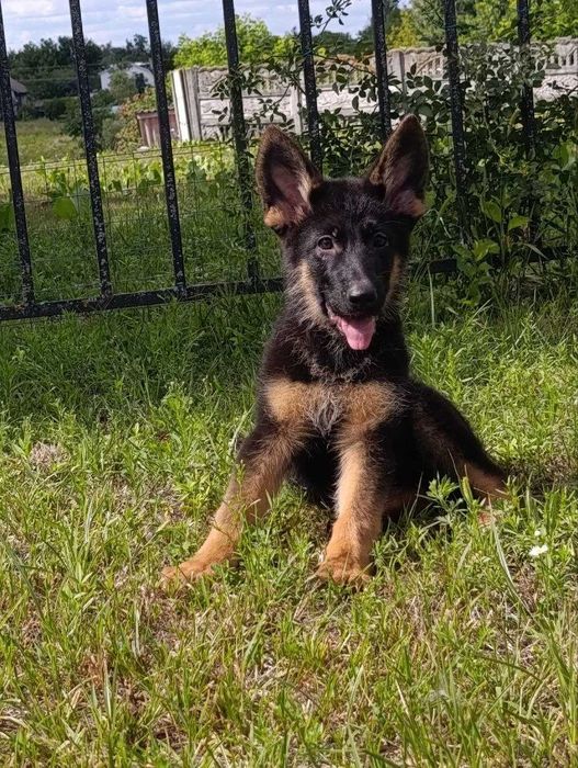 Німецька вівчарка КСУ