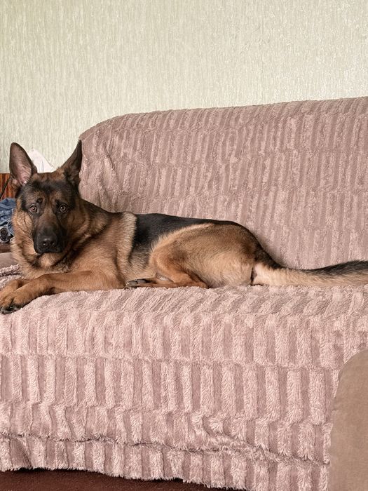 Пропоную для вязки