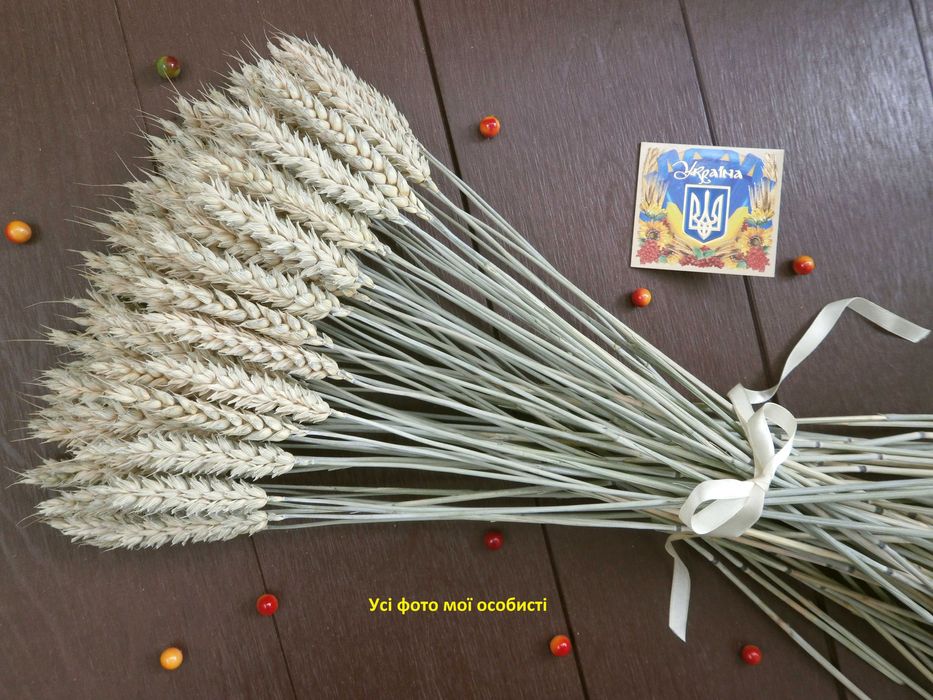 Сніп колоски пшениці, жита, ячменю. Сноп колосся. Букет із колосків