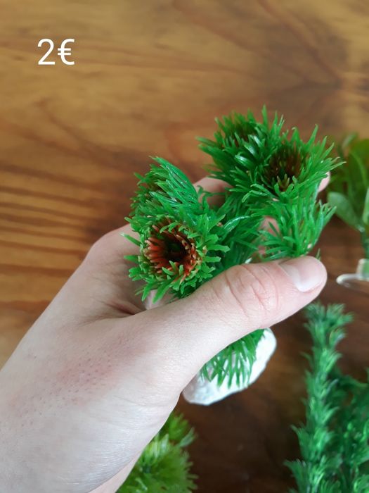 Plantas Decoração Aquário