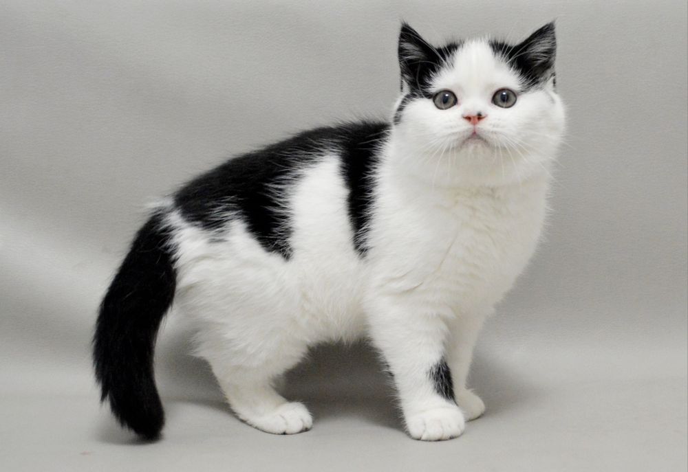 Шикарний шотландський прямовухий хлопчик з відмінним родовідом