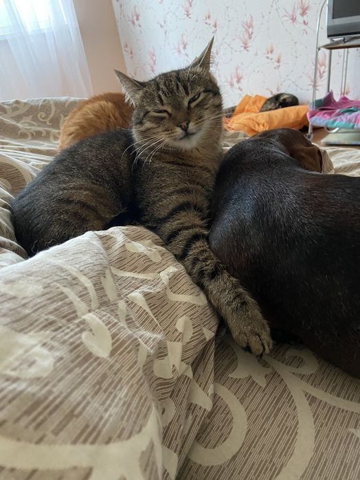 Ищу дом для котиков