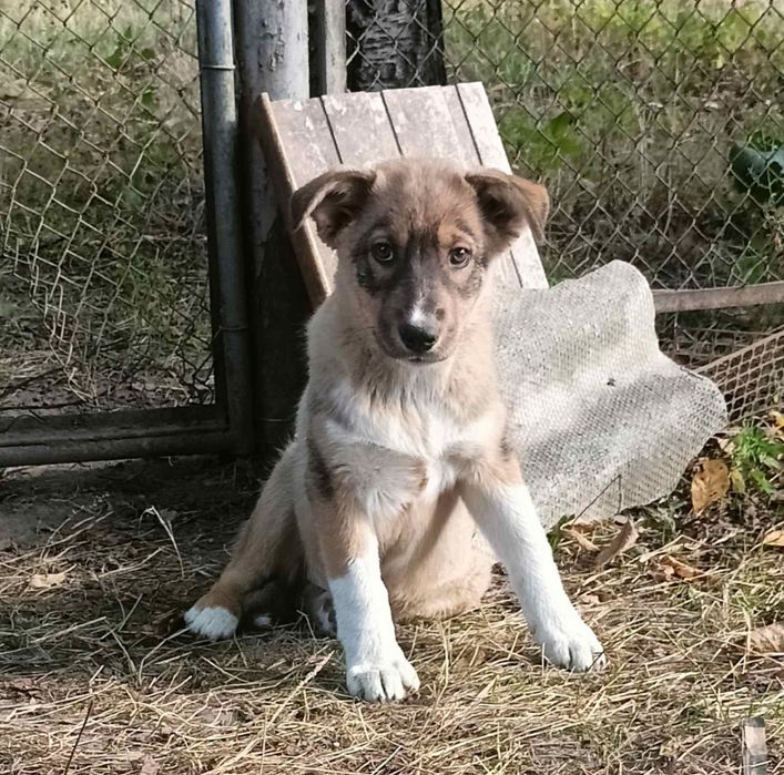 Цуценята в добрі руки!