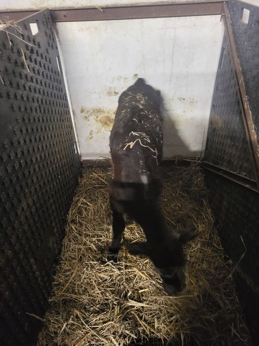 Jaloszki do dalszej chodowli