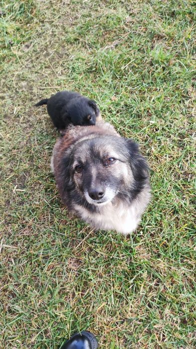 Oddam szczeniaki w dobre ręce.