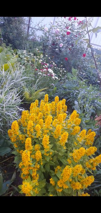 Іриси квіти  садові