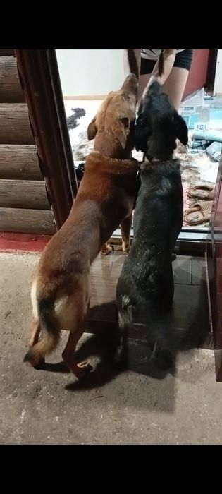 Віддам в добрі Руки Цуценят