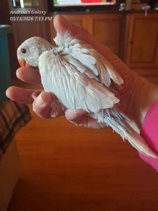 Ring neck bébés azuis