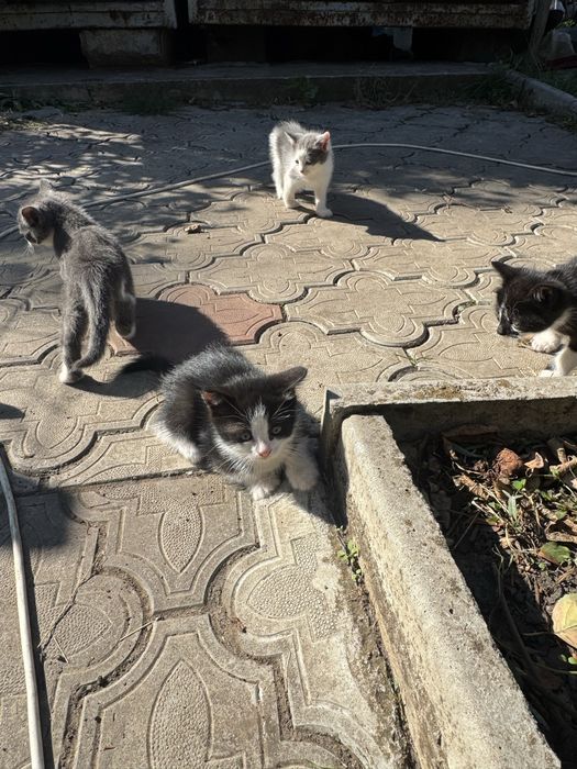 Віддамо кицинят в добрі руки