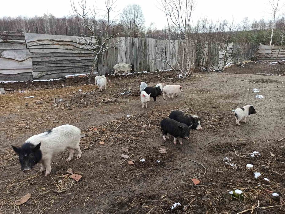 Продаємо в'єтнамських поросят