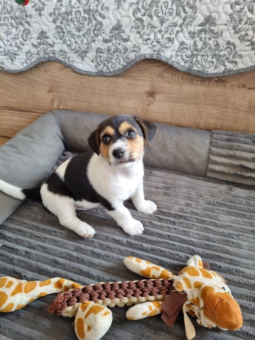 Jack Russel terrier
