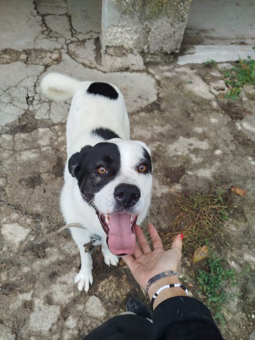 Cadela grande e meiga