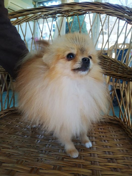 Померанский шпиц. КСУ