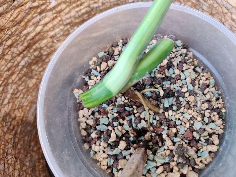 Monstera aurea amarela