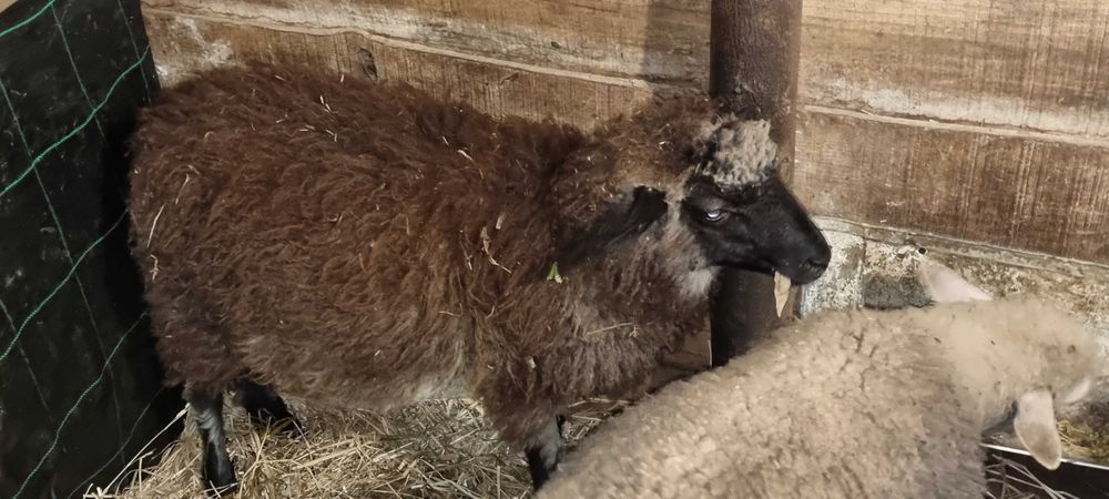 Ovelhas carneiro  romanov raça pura romanov.