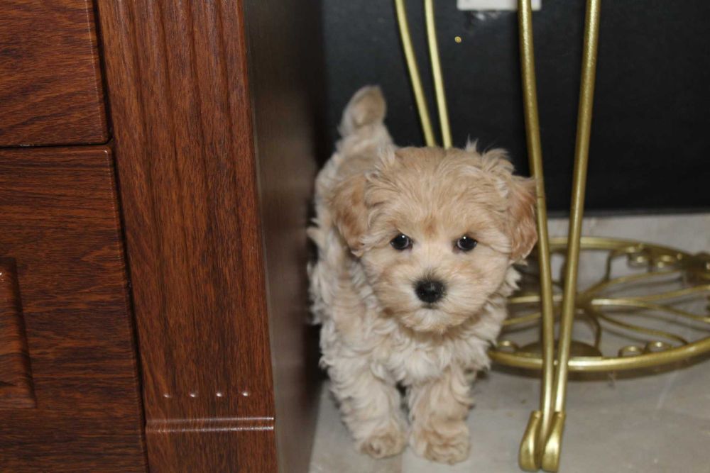 Maltipoo Kawowa Latee Suczka Rodowodowa Kręcony Loczek