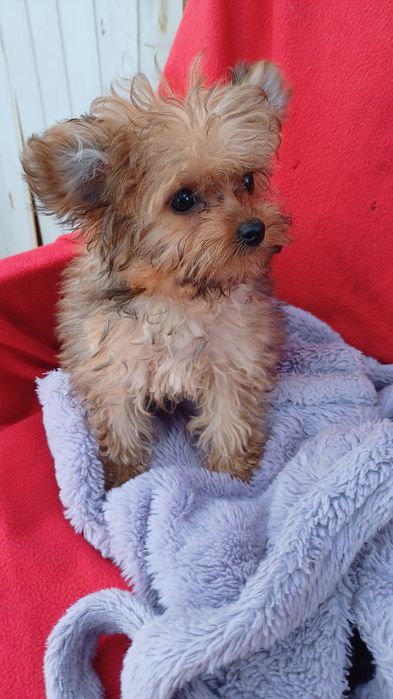 Міні хлопчик -йоркширський тер'єр.