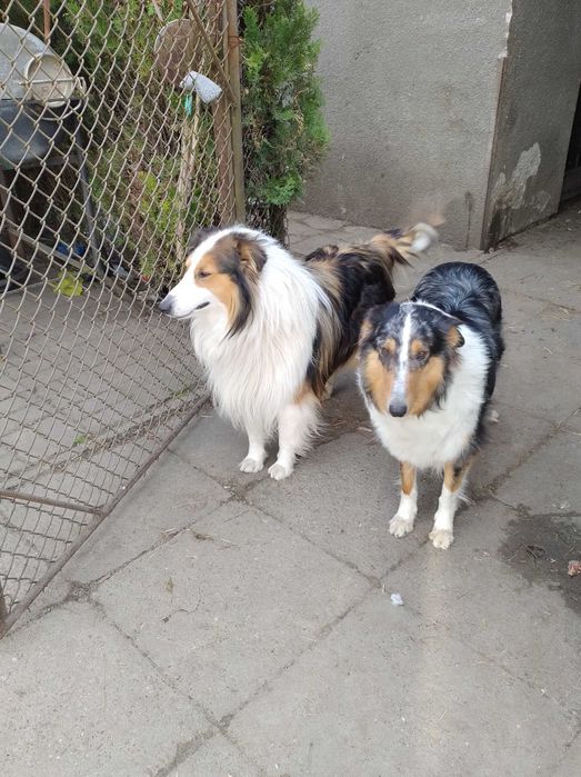 Szczeniak szkocki collie