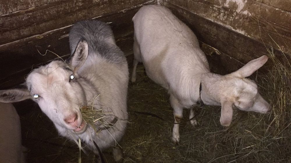 Продаються молоді кози