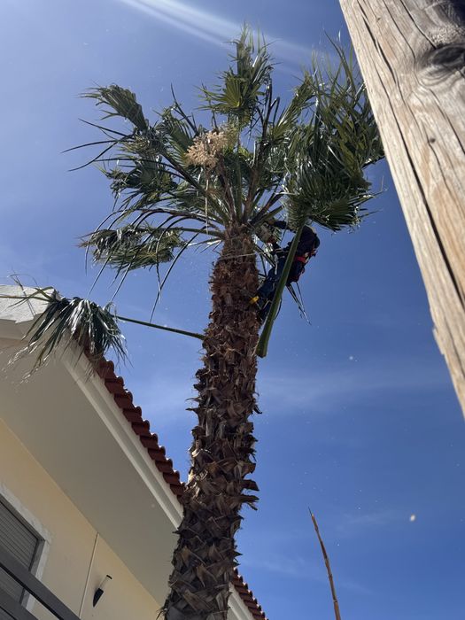 Contruçao e manutençao de jardim abate de arvores poda de coqueiro
