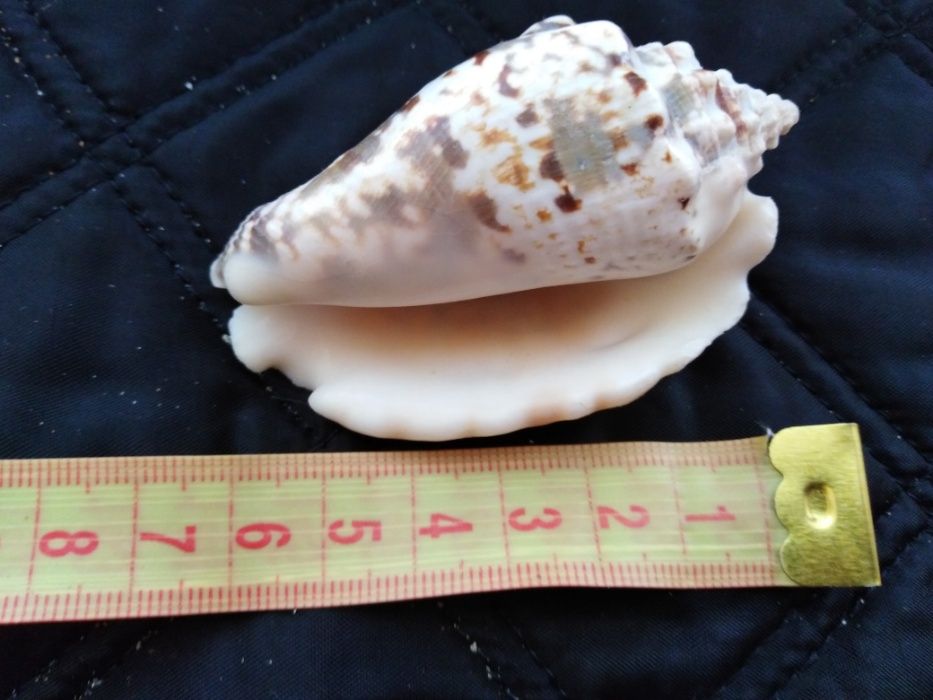 Ракушки океанические,морские