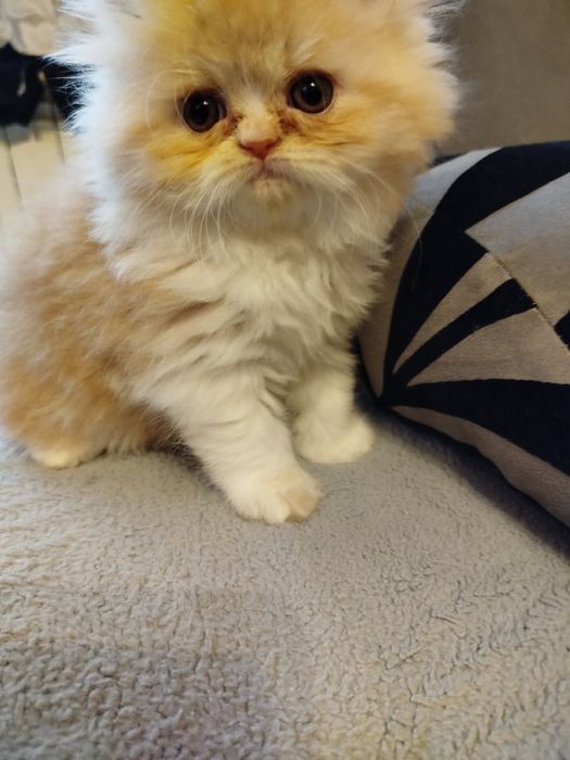 Perska koteczka rudo-biała