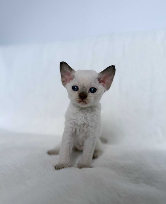 Devon Rex z rodowodem Fpl