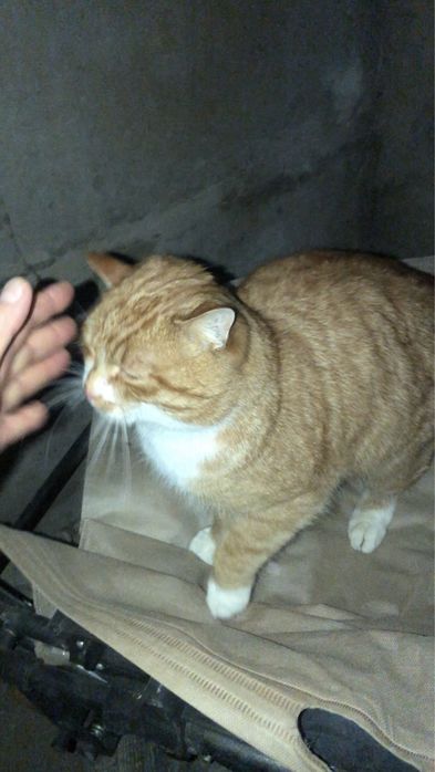 Шикарний котик в люблячу родину