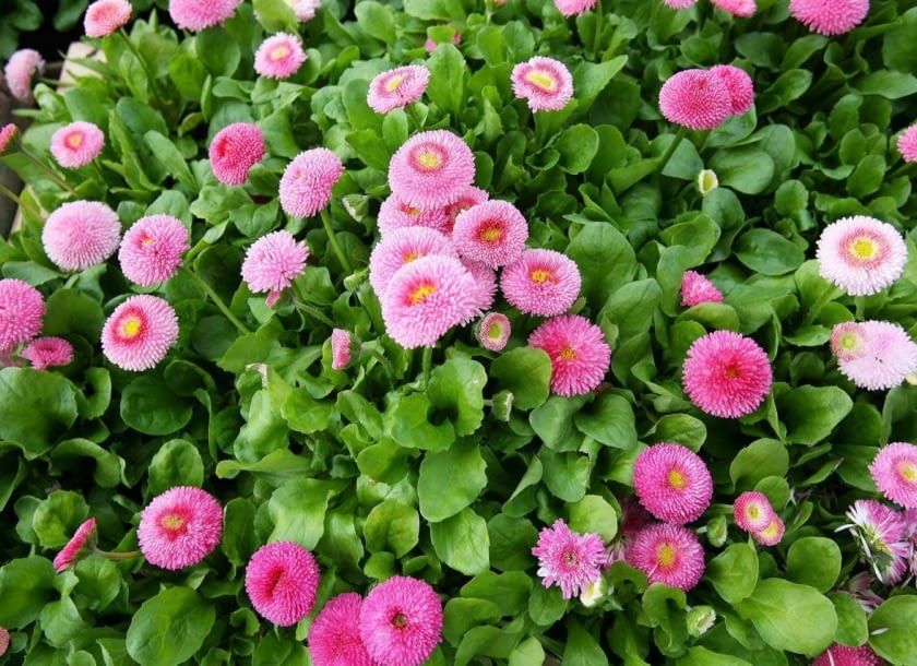 Bratki od Producenta