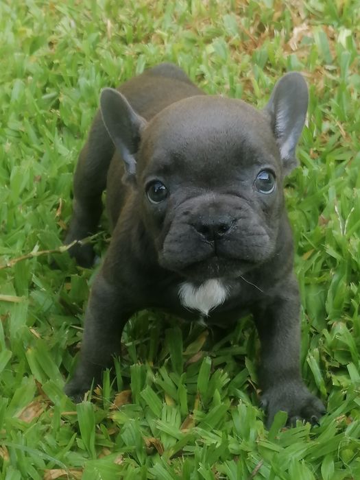 Buldog francês blue