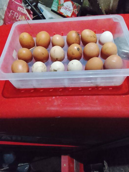 Ovos caseiros de galinha