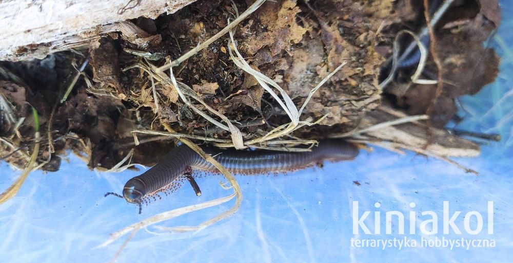 Krocionóg kenijski - Telodeinopus aoutii