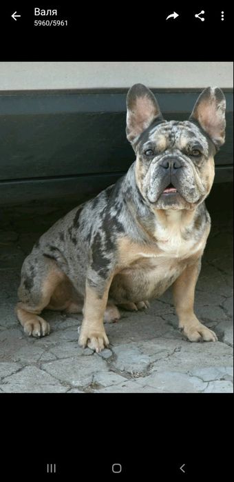 Два кобеля Изабелла и голубой мерле Французский бульдог