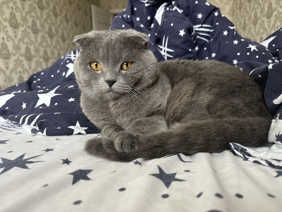 Вʼязка шотладський висловухий кіт шукає наречену вяска