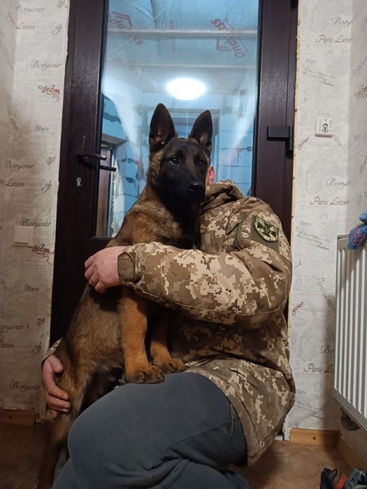 Цуценята малінуа ( бельгійської вівчарки)