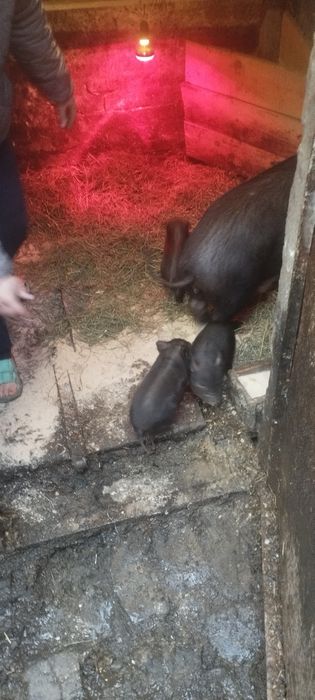 Вьетнамская + мангал