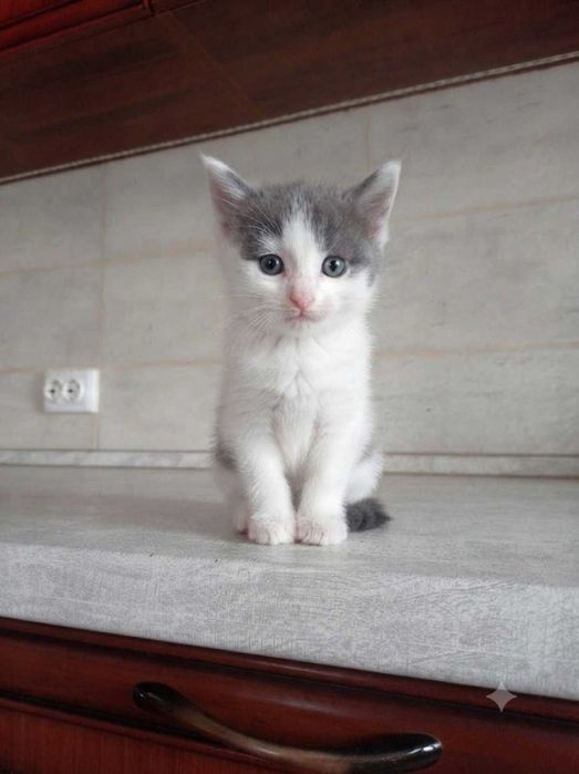 Віддам кошеня в добрі руки