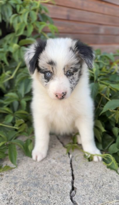 Border collie blue merle suczka
