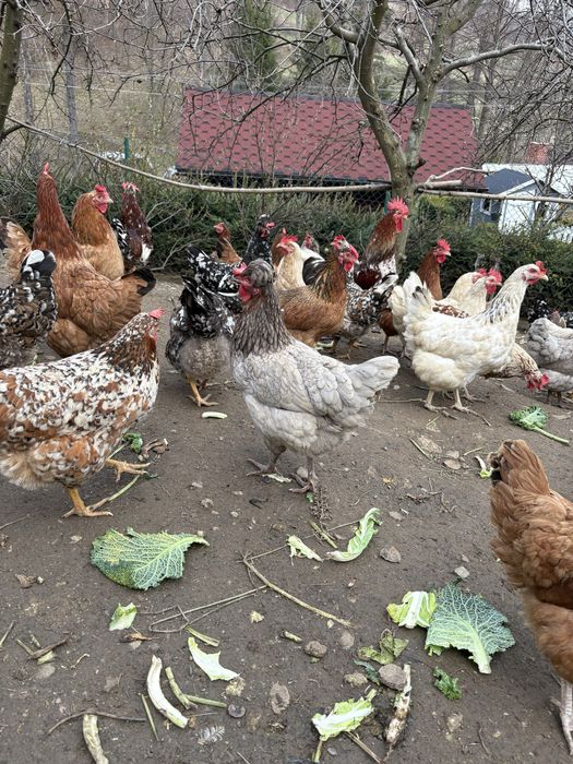 Jaja lęgowe , kury ozdobne , czubatki , zagrodówki