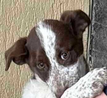 Цуценя шукає господаря